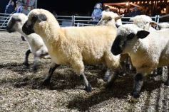 Foto de la galería: Con el aire campero de La Armonia, se realizó el 1er Remate Nocturno del año