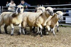 Foto de la galería: Con el aire campero de La Armonia, se realizó el 1er Remate Nocturno del año