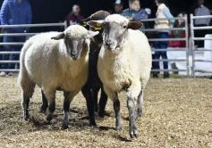 Foto de la galería: Con el aire campero de La Armonia, se realizó el 1er Remate Nocturno del año