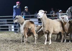 Foto de la galería: Con el aire campero de La Armonia, se realizó el 1er Remate Nocturno del año