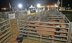 Foto de la galería: Con el aire campero de La Armonia, se realizó el 1er Remate Nocturno del año