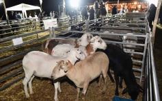 Foto de la galería: Con el aire campero de La Armonia, se realizó el 1er Remate Nocturno del año