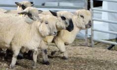 Foto de la galería: Con el aire campero de La Armonia, se realizó el 1er Remate Nocturno del año