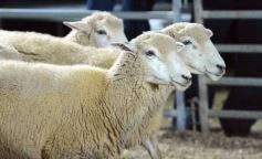 Foto de la galería: Con el aire campero de La Armonia, se realizó el 1er Remate Nocturno del año