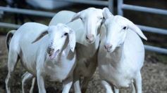 Foto de la galería: Con el aire campero de La Armonia, se realizó el 1er Remate Nocturno del año