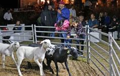 Foto de la galería: Con el aire campero de La Armonia, se realizó el 1er Remate Nocturno del año