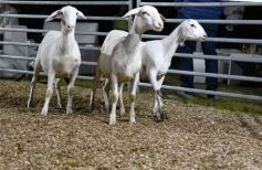 Foto de la galería: Con el aire campero de La Armonia, se realizó el 1er Remate Nocturno del año