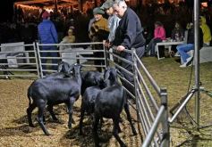 Foto de la galería: Con el aire campero de La Armonia, se realizó el 1er Remate Nocturno del año