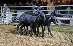 Foto de la galería: Con el aire campero de La Armonia, se realizó el 1er Remate Nocturno del año