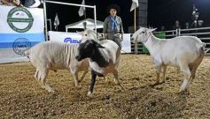 Foto de la galería: Con el aire campero de La Armonia, se realizó el 1er Remate Nocturno del año