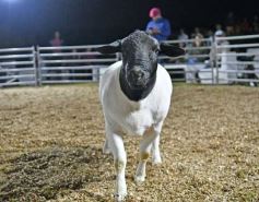 Foto de la galería: Con el aire campero de La Armonia, se realizó el 1er Remate Nocturno del año