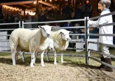 Foto de la galería: Con el aire campero de La Armonia, se realizó el 1er Remate Nocturno del año