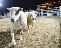 Foto de la galería: Con el aire campero de La Armonia, se realizó el 1er Remate Nocturno del año