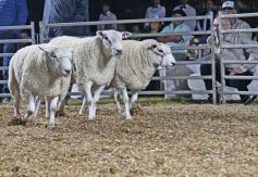 Foto de la galería: Con el aire campero de La Armonia, se realizó el 1er Remate Nocturno del año