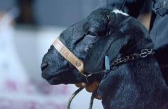 Foto de la galería: Con el aire campero de La Armonia, se realizó el 1er Remate Nocturno del año