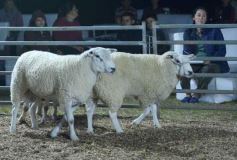 Foto de la galería: Con el aire campero de La Armonia, se realizó el 1er Remate Nocturno del año