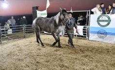 Foto de la galería: Con el aire campero de La Armonia, se realizó el 1er Remate Nocturno del año