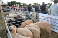 Foto de la galería: Con el aire campero de La Armonia, se realizó el 1er Remate Nocturno del año