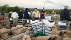 Foto de la galería: Con el aire campero de La Armonia, se realizó el 1er Remate Nocturno del año