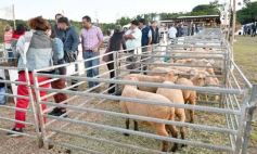 Foto de la galería: Con el aire campero de La Armonia, se realizó el 1er Remate Nocturno del año
