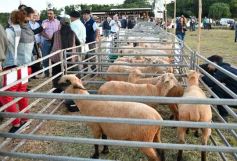 Foto de la galería: Con el aire campero de La Armonia, se realizó el 1er Remate Nocturno del año