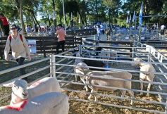Foto de la galería: Equitación, remate y gran encuentro campero en La Armonía