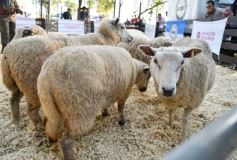 Foto de la galería: Equitación, remate y gran encuentro campero en La Armonía