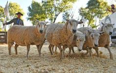 Foto de la galería: Equitación, remate y gran encuentro campero en La Armonía