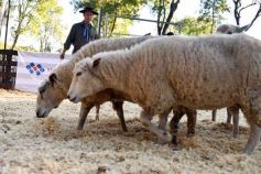 Foto de la galería: Equitación, remate y gran encuentro campero en La Armonía