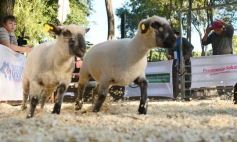 Foto de la galería: Equitación, remate y gran encuentro campero en La Armonía