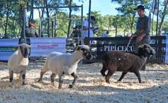 Foto de la galería: Equitación, remate y gran encuentro campero en La Armonía