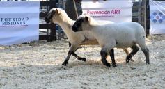 Foto de la galería: Equitación, remate y gran encuentro campero en La Armonía
