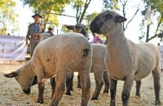 Foto de la galería: Equitación, remate y gran encuentro campero en La Armonía
