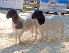 Foto de la galería: Equitación, remate y gran encuentro campero en La Armonía
