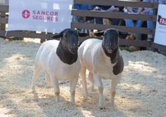 Foto de la galería: Equitación, remate y gran encuentro campero en La Armonía