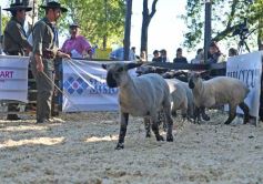 Foto de la galería: Equitación, remate y gran encuentro campero en La Armonía