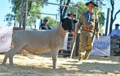 Foto de la galería: Equitación, remate y gran encuentro campero en La Armonía