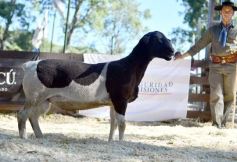 Foto de la galería: Equitación, remate y gran encuentro campero en La Armonía