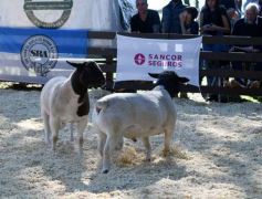 Foto de la galería: Equitación, remate y gran encuentro campero en La Armonía