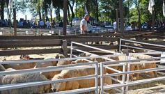 Foto de la galería: Equitación, remate y gran encuentro campero en La Armonía