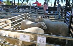 Foto de la galería: Equitación, remate y gran encuentro campero en La Armonía
