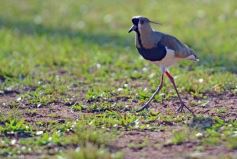 Foto de la galería: Súper 10 del Regional Nea: se le escapó a Capri pero todavía puede clasificar