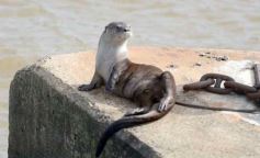Foto de la galería: Posadeños en modo turistas: salida familiar con disfrute y postales en la ciudad