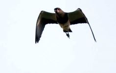 Foto de la galería: Federal A: Crucero sumó un punto necesario pero sigue complicado 