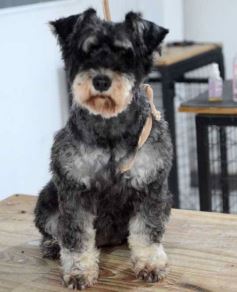 Foto de la galería:  Tarde de spa y peluquería canina: en la lista de salidas de los más mascoteros en la ciudad