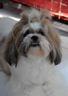 Foto de la galería:  Tarde de spa y peluquería canina: en la lista de salidas de los más mascoteros en la ciudad