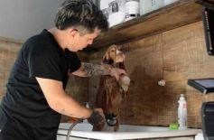 Foto de la galería:  Tarde de spa y peluquería canina: en la lista de salidas de los más mascoteros en la ciudad