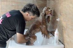Foto de la galería:  Tarde de spa y peluquería canina: en la lista de salidas de los más mascoteros en la ciudad