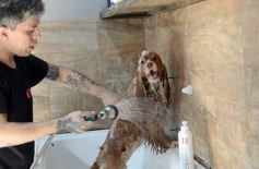 Foto de la galería:  Tarde de spa y peluquería canina: en la lista de salidas de los más mascoteros en la ciudad