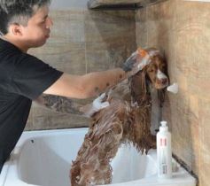 Foto de la galería:  Tarde de spa y peluquería canina: en la lista de salidas de los más mascoteros en la ciudad